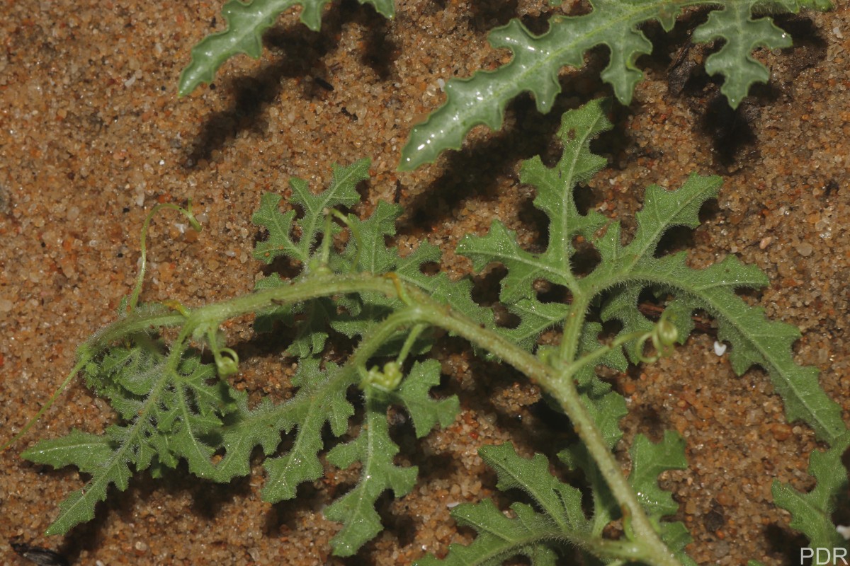 Citrullus colocynthis (L.) Schrad.